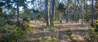 Gotlands skogar är viktiga för regional utveckling