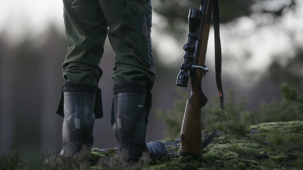 Mannens vapen ska undersökas av polis för att se om det avlossats och skadeskjutit det troliga vildsvinet.

