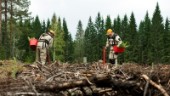15 fick jobb – årets skogsplantering är säkrad