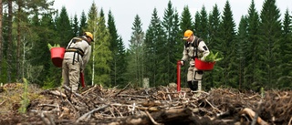 15 fick jobb – årets skogsplantering är säkrad