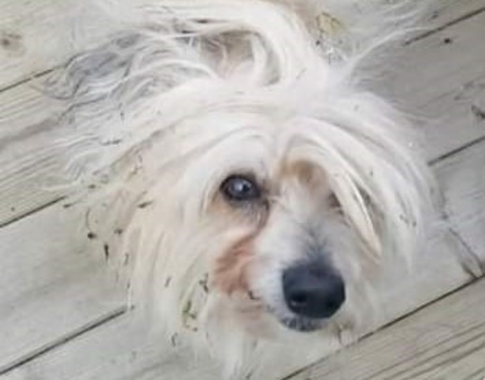 Hunden Agnes från Oskarshamn försvann i Eksjö.