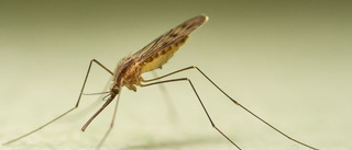 Ny art av malariamygga upptäckt i Uppland