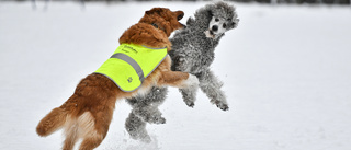 Full fart i hundarnas vinterhage