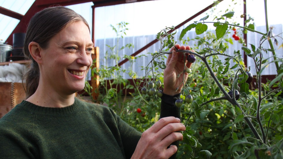 "Jag tänker mycket på klimat, hälsa och att det ska vara gott. Väger man samman de tre kan svaret vara svensk ärtsoppa", säger Ann Sellbrink. Här är hon i växthuset hemma i Låxbo. 