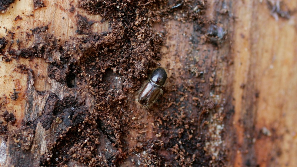 Granbarkborren är den insekt som gör mest skada på våra granskogar. Källa: Skogsstyrelsen.