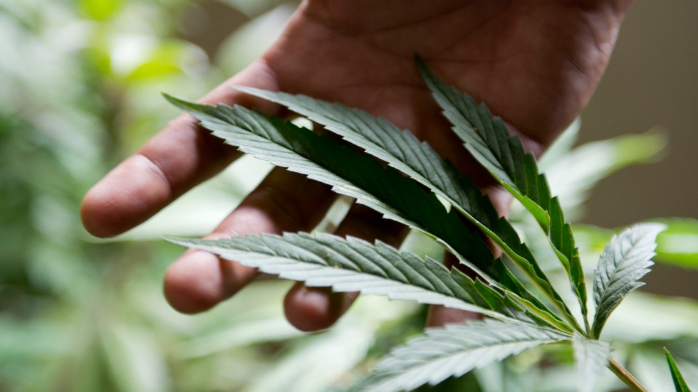 Vimmerbyparet som misstänks för grovt narkotikabrott har enligt åklagaren odlad en bra bit över fem kilo cannabis på tre olika platser i kommunen.