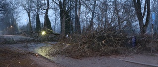 BILDEXTRA Nedfallna träd i stormen