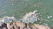 Otrevlig algblomning upptäckt på flera badplatser