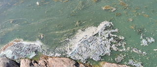 Otrevlig algblomning upptäckt på flera badplatser