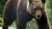 Norska björnar kan ha jagats till Sverige