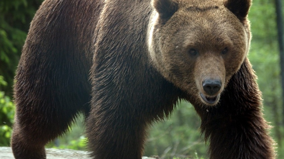Åtta björnar kan ha jagats över landsgränsen till Sverige för att skjutas. Arkivbild.
