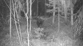 Björn med ungar tillbaka på gården - fångades på bild