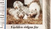 Ur arkivet: Vita tigerungar väcker uppmärksamhet