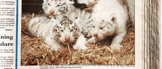 Ur arkivet: Vita tigerungar väcker uppmärksamhet