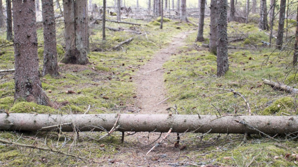 Insändarskribenten tycker att det ligger för många nedfallna träd i Kronskogen. (Bilden är tagen i en annan skog.)