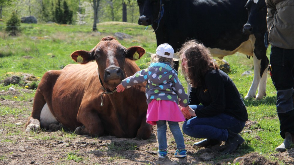 På gården finns det 45 mjölkkor. Här hälsar treåriga Hilde på en av dem.