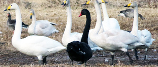Svart svan på ovanligt besök – i Skellefteområdet: ”Jag blev lite förvånad”