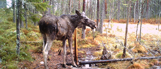 Mystiskt hårlösa älgar oroar jägare i Dalarna