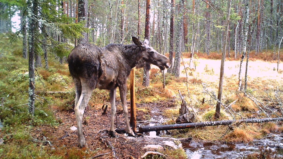Jägare i Svärdsjöområdet i Dalarna förbryllas över att så många älgar varit mer eller mindre hårlösa och magra nu i vår.