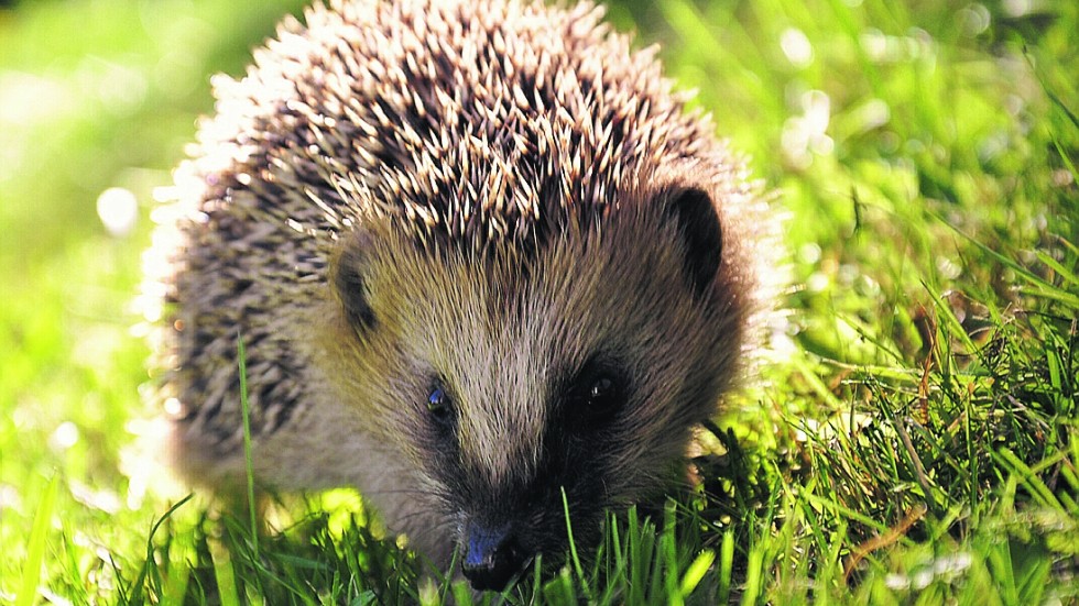 Hedgehogs must be counted.