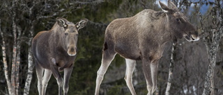 Tv-älgarna är badkrukor – sändningen förlängs