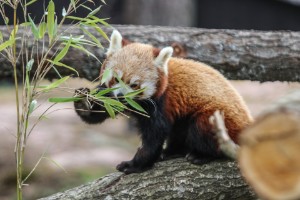 Var är den försvunna pandan på Kolmården?