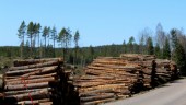 Avverkade skog – satte ingen ny             