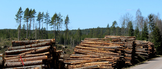 Granbarkborren svärmar igen efter sommarvärmen • "Gör att stora värden på skogen går till spillo"