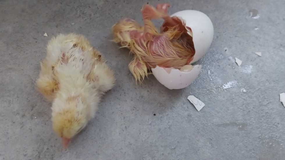 Nykläckta kycklingar i påsktid.