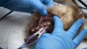 Hundägarens nonchalans: Struntat i hundarnas tandproblem