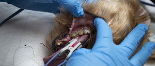 Hundägarens nonchalans: Struntat i hundarnas tandproblem
