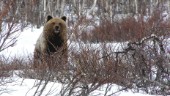 Bears awake – and over 30 have already been killed in Norrbotten