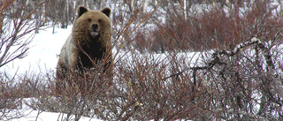 Många björnar har skyddsjagats – de flesta från helikopter