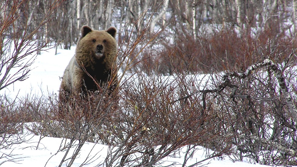In just under a month, 34 bears have been shot on protective hunts in Norrbotten.