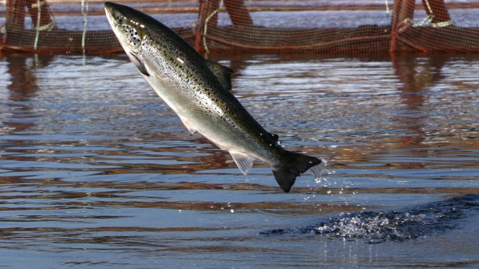 En ny skatt på odlad fisk ska öka på kommun- och regionstöd i Norge. Arkivbild