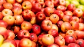 Insändare: Ge ett äpple till alla lärare