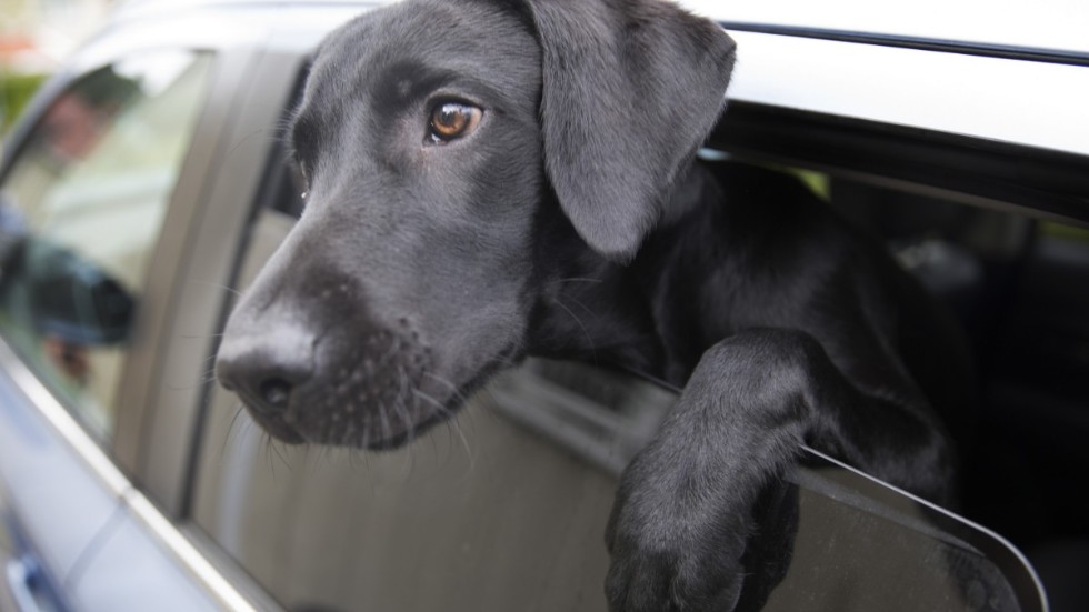 Hundar ska aldrig lämnas i bilen under varma sommardagar. Arkivbild.