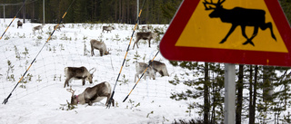 Flera viltolyckor i trafiken under torsdagen