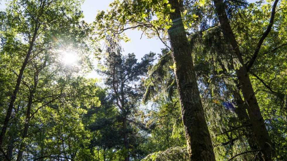 Miljöpartiets slutsatser kring hur det svenska skogsbruket påverkar miljön är helt fel. 