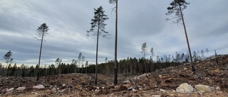Ett år senare: Så minns de skogsbranden i Tjällmo