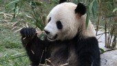 Pandaparning i Danmark: "Ett skott i bössan"