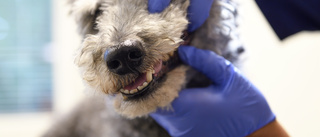 Norrköpingsbor åtalas för sin hunds tandlossning