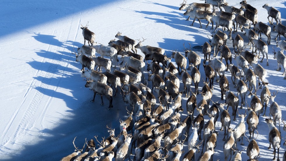 Renarna får svårare att finna föda och överleva när snö- och isförhållandena ändras.