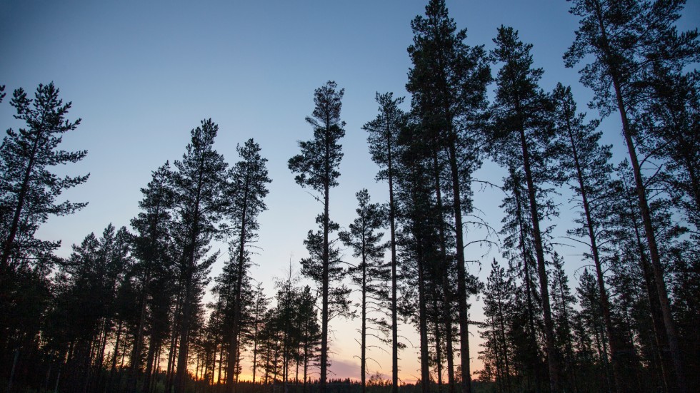 Skogsstyrelsen har gjort en laserskanning av Norrbottens skogar. 
