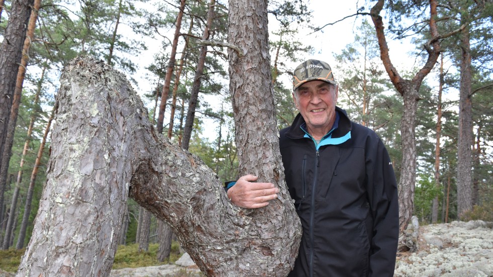 Alf Tagesson vid en krökt tall. Han är närmaste granne till det område staten köpt för att bilda naturreservat.
