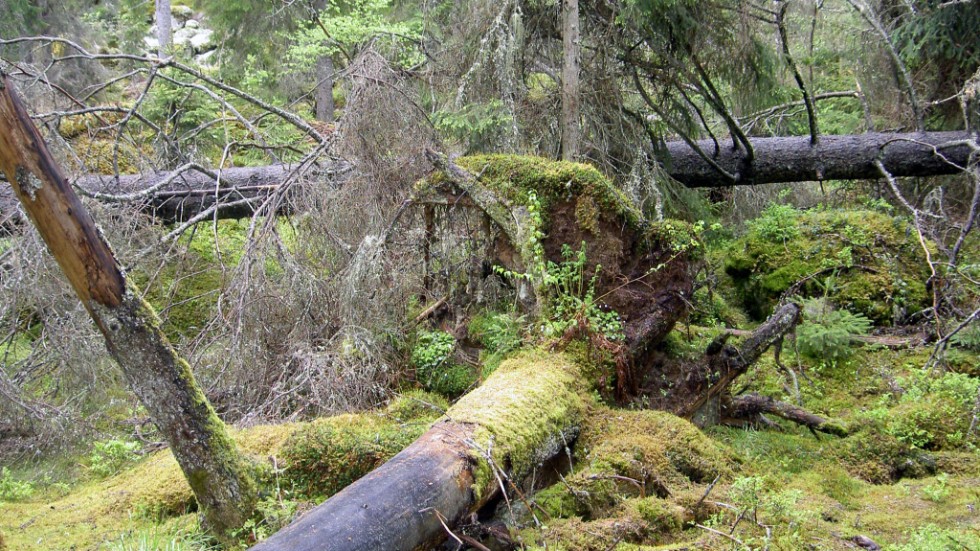 En bild från nationalparken Norra Kvill, men som enligt förslagsställaren Bertil Axelsson lika gärna skulle kunna vara tagen i VOK-skogen.