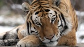 Tiger smittad av coronaviruset i USA