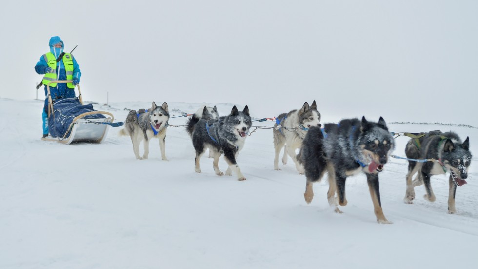Hundspann är en populär aktivitet för de tusentals besökare som sätter kurs mot Svalbard. Men nu står slädhundarna i sina rastgårdar utan någonting att göra – och krisande turföretag kan tvingas att göra sig av med djuren på grund av höga fasta kostnader och noll inkomster. Bilden är tagen i Barentsburg, en rysk gruvort omkring sex mil från Longyearbyen. Båda platserna satsar allt mer på turism i takt med att koldriften minskar.