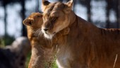 Lejon fastnade i vajer på norskt zoo – dog
