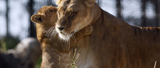 Lejon fastnade i vajer på norskt zoo – dog